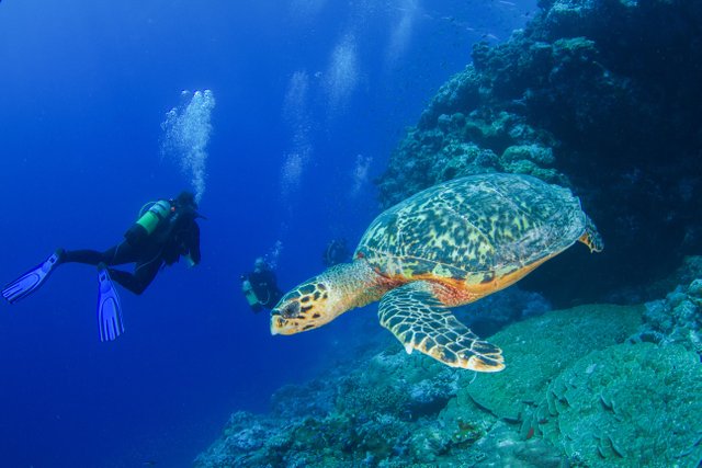 mergulho em seychelles